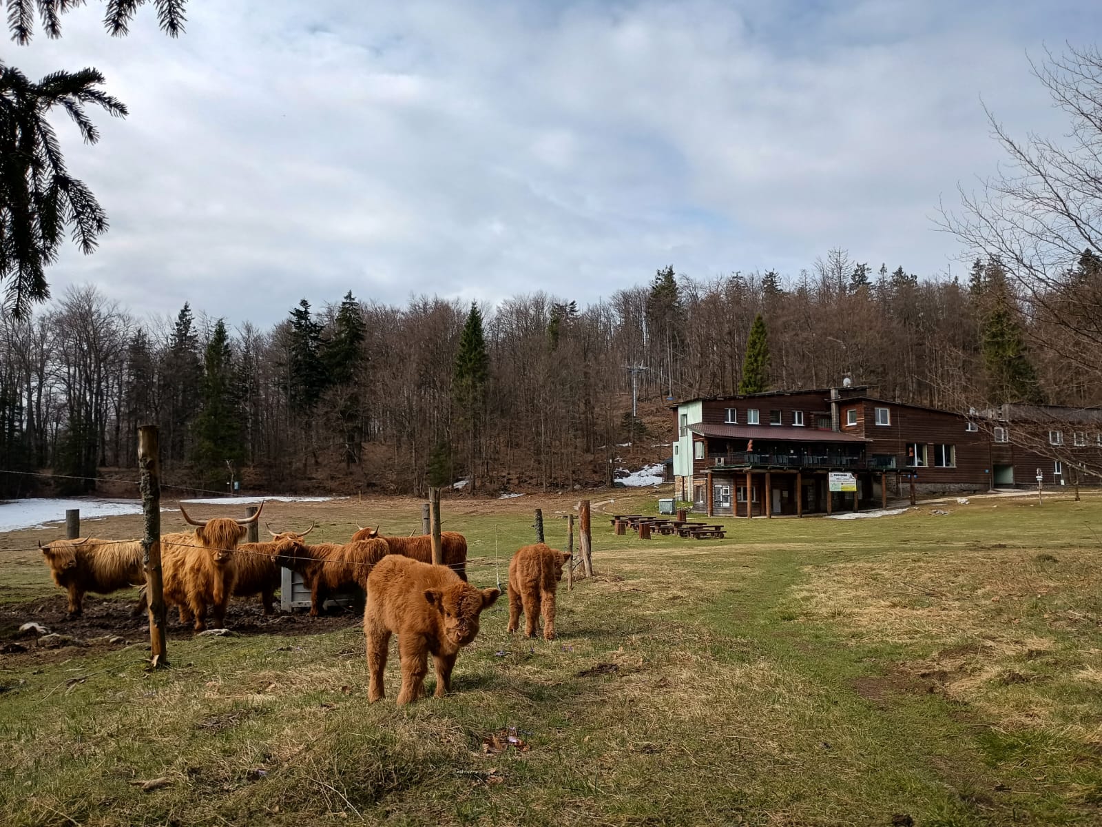 Hotel Geravy a škótske kravy
