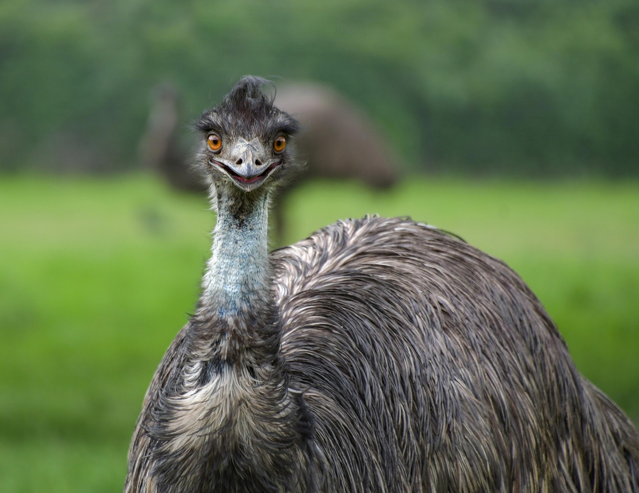 Emu v mini horskej zoo