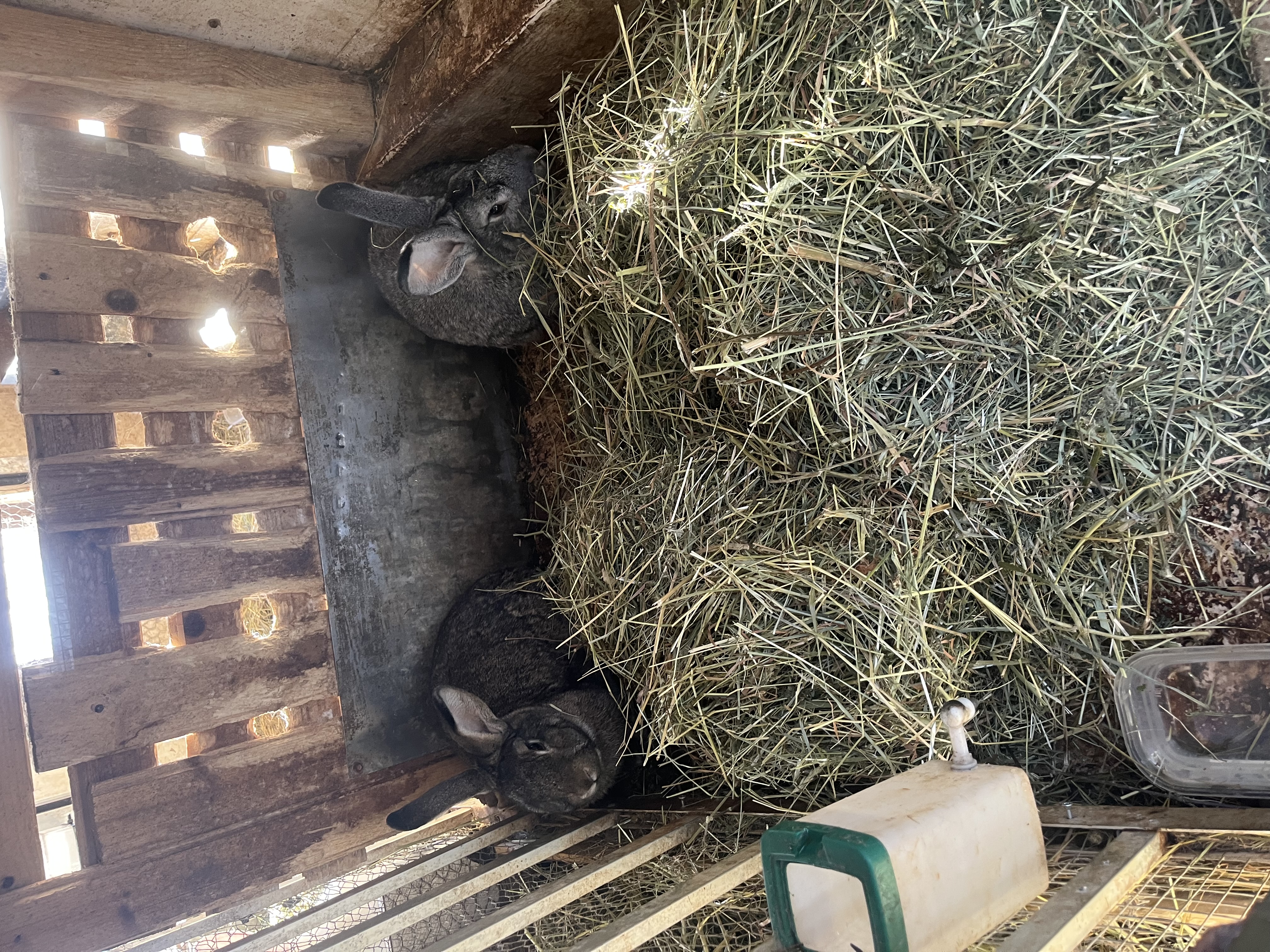 Zajačiky v mini zoo